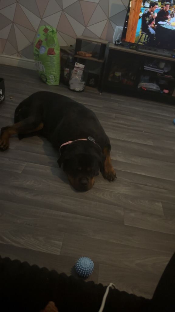 3 year old Rottweiler 