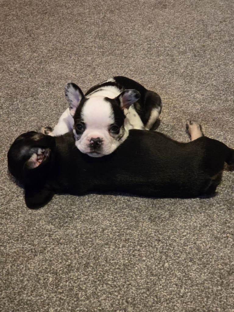 French bulldog puppies