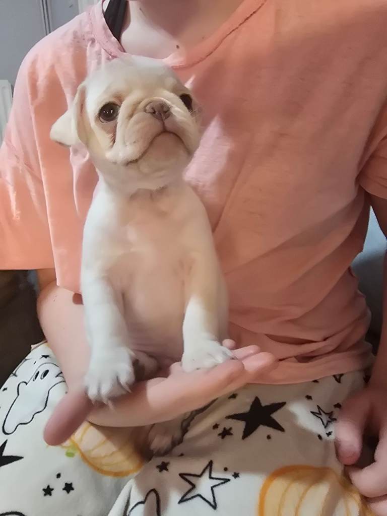 Pug puppies