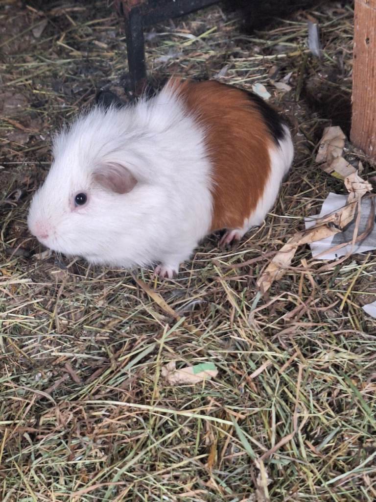 Male Guinea pig 