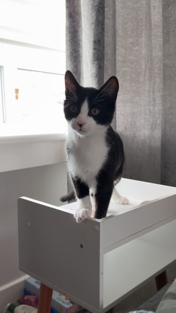 6 month old kitten