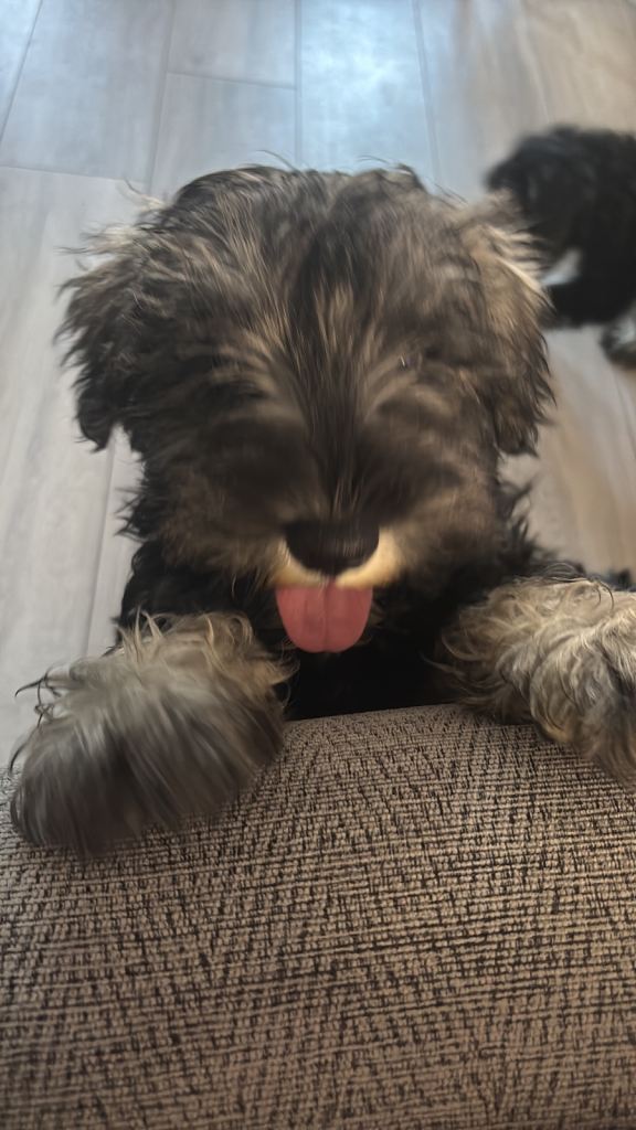 Miniature Schnauzer 