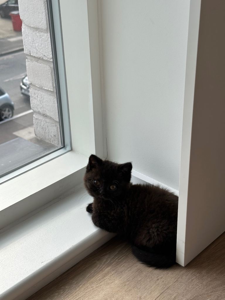 Rare Chocolate British Shorthair Kitten
