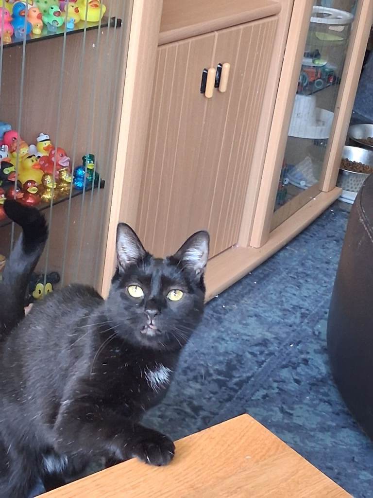 2 cats for rehome xan go seperate or together