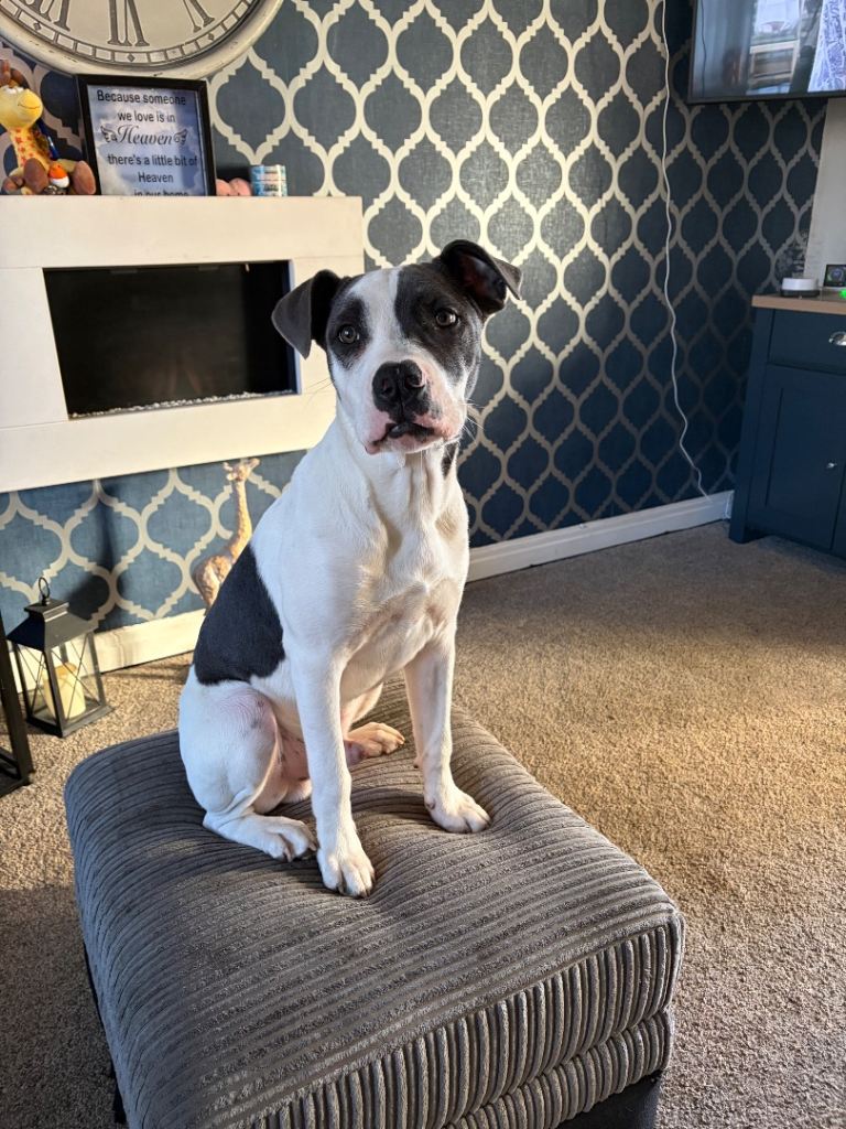 Staffy X American Bulldog