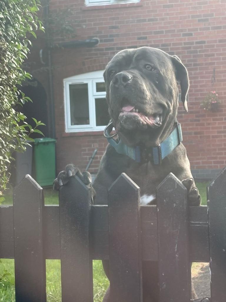 Cane corso 