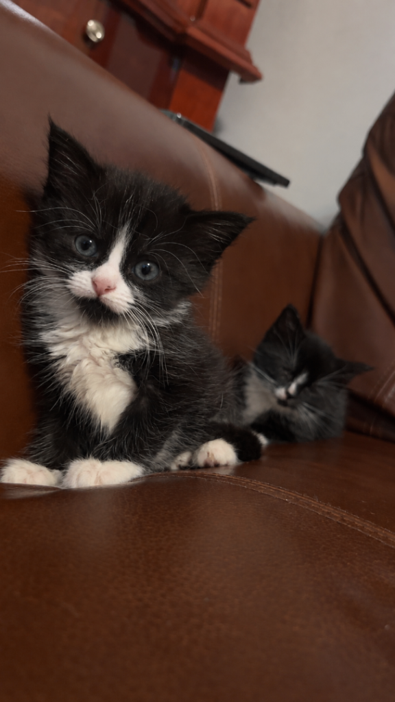 2 KITTENS FOR SALE‼️‼️‼️
