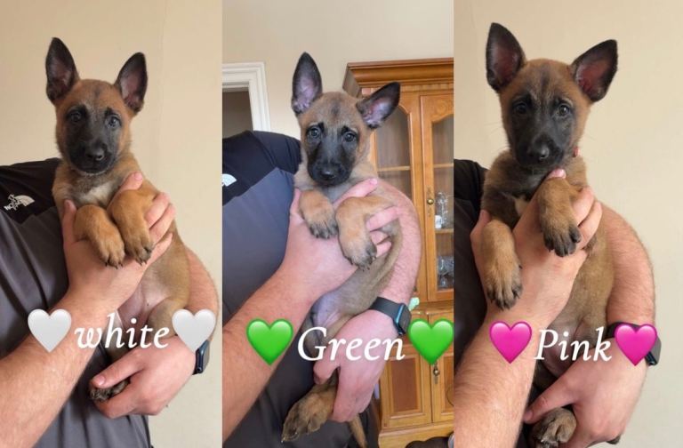  🐾Belgian Malinois Puppies🐾 9 weeks old 