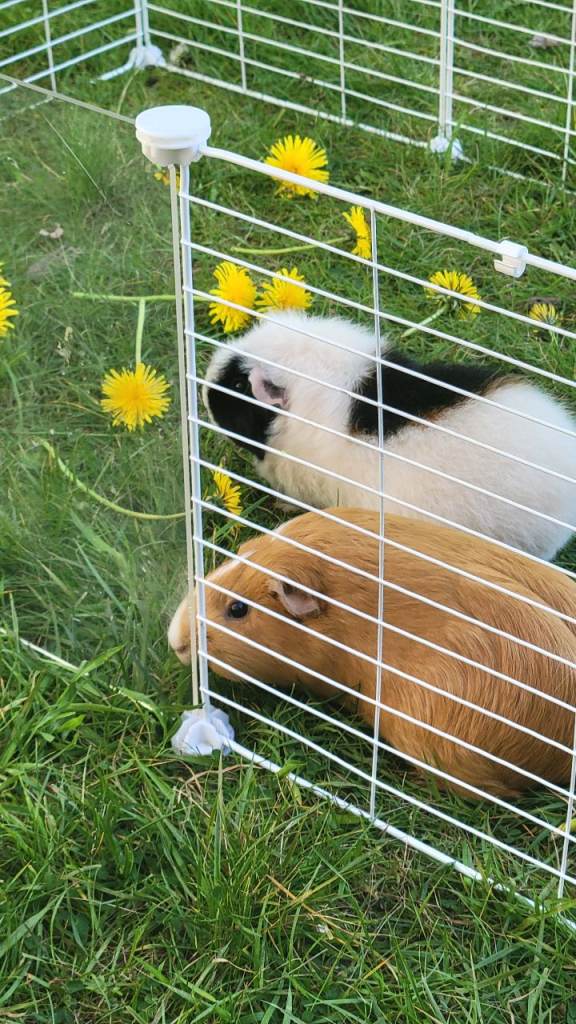 2 female guinea pigs for sale. 1.5 yrs old