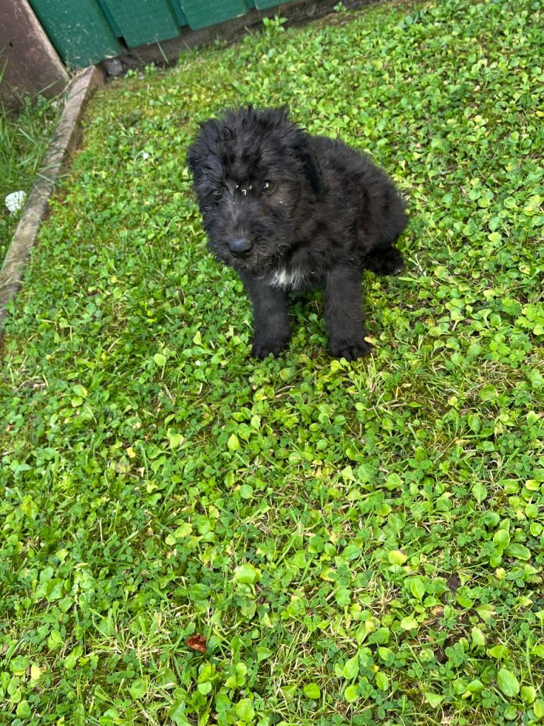 Cockapoo puppies