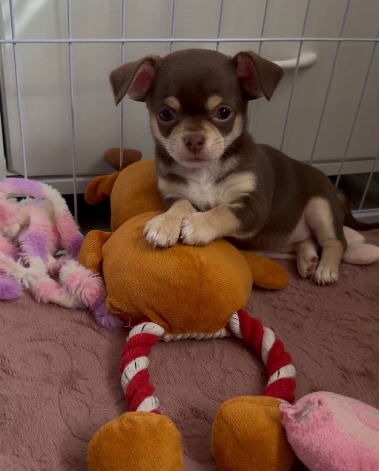 longhair chihuahua puppy’s 