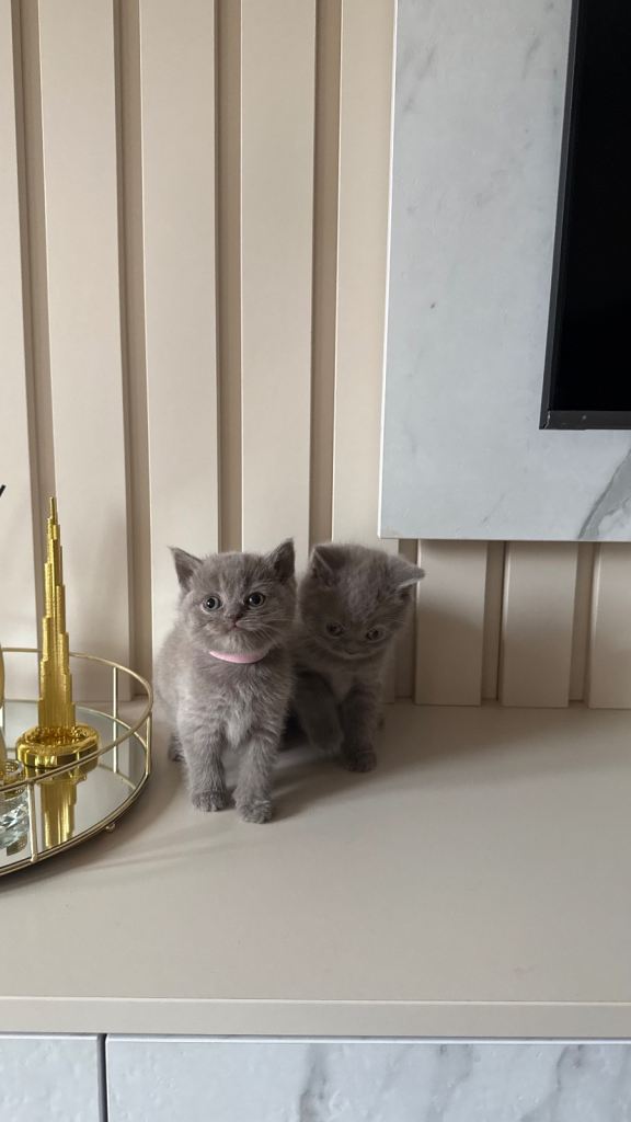 British short hair kittens 