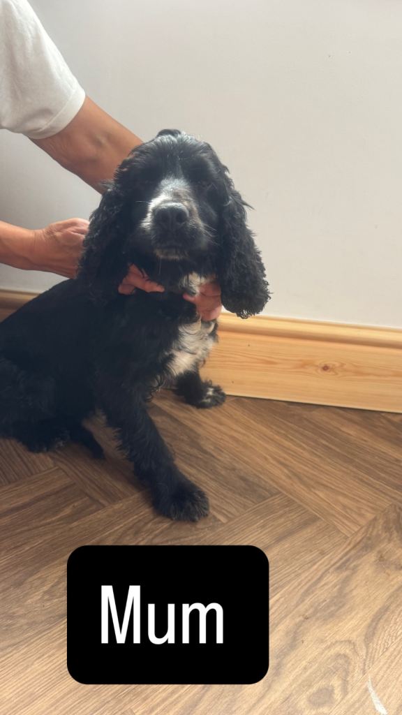 Cocker spaniel 