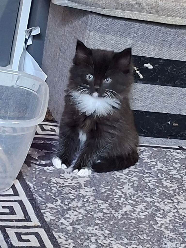 Black and white kittens ready to go