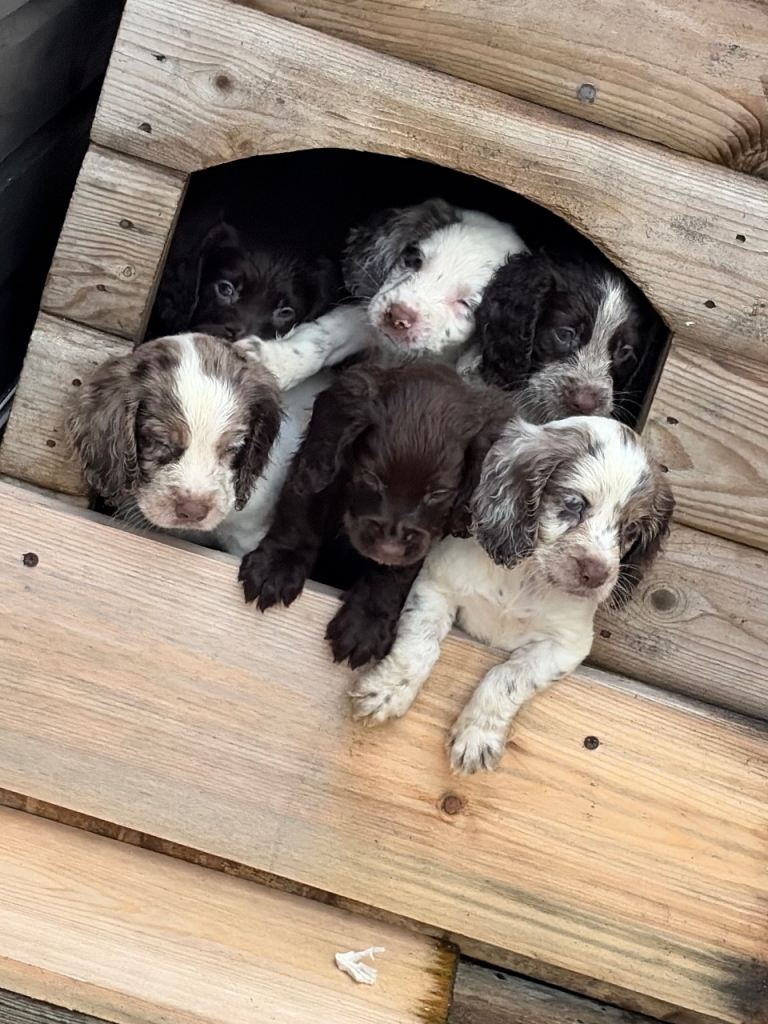 Cocker-spaniel puppies 