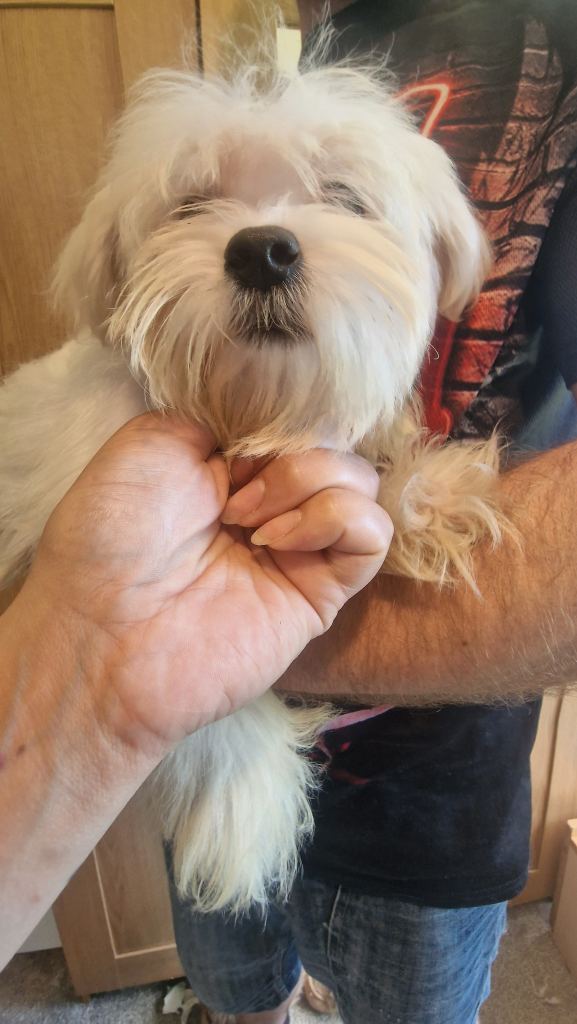 Maltese puppy
