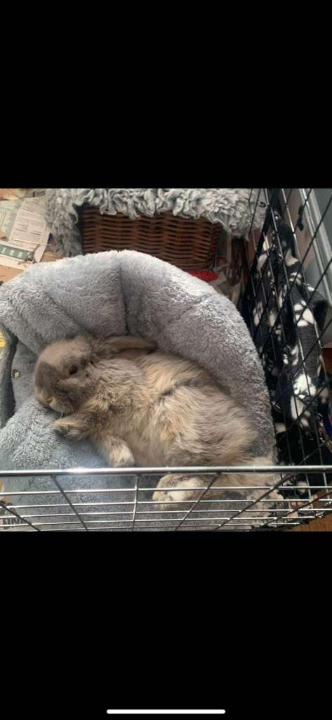 Beautiful Grey Mini Lop Rabbit – Tink 🐰