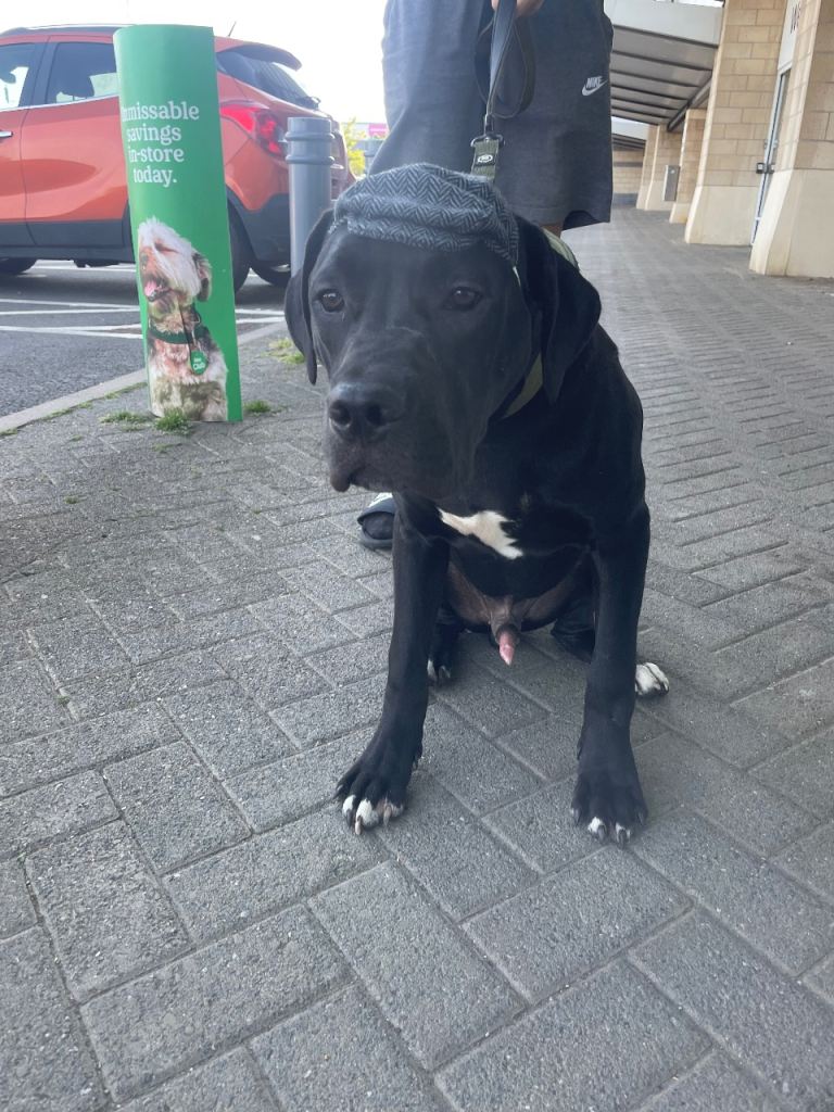 Lovely Cane Corso Cross Dog Looking for a New Home