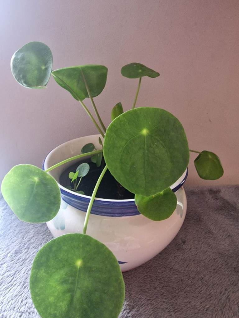 Chinese money plant in plastic pot