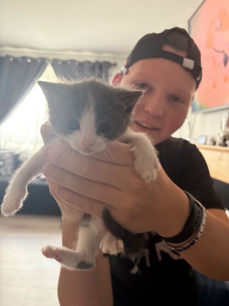 Kittens