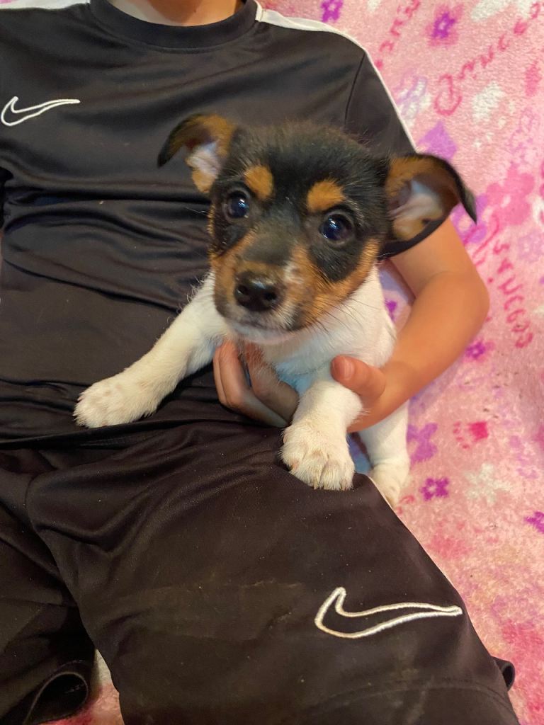 Jackrussel puppies