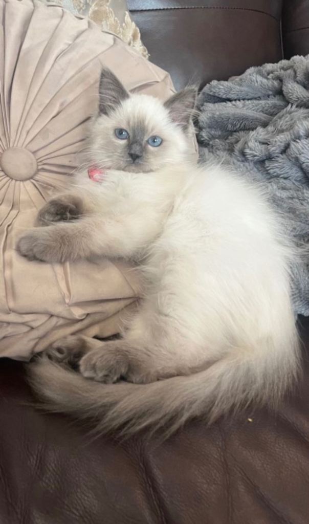image for Ragdoll kitten pure breed 