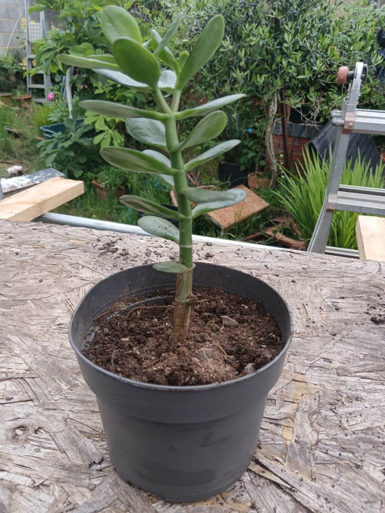 Money plant 