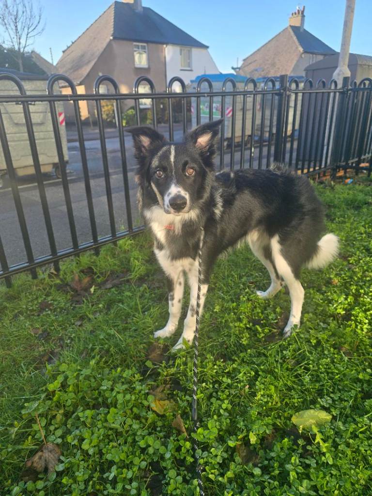 7/8 months male border collie 