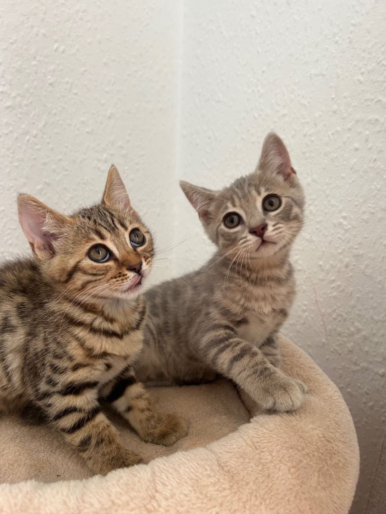 Bengal kittens for sale !!