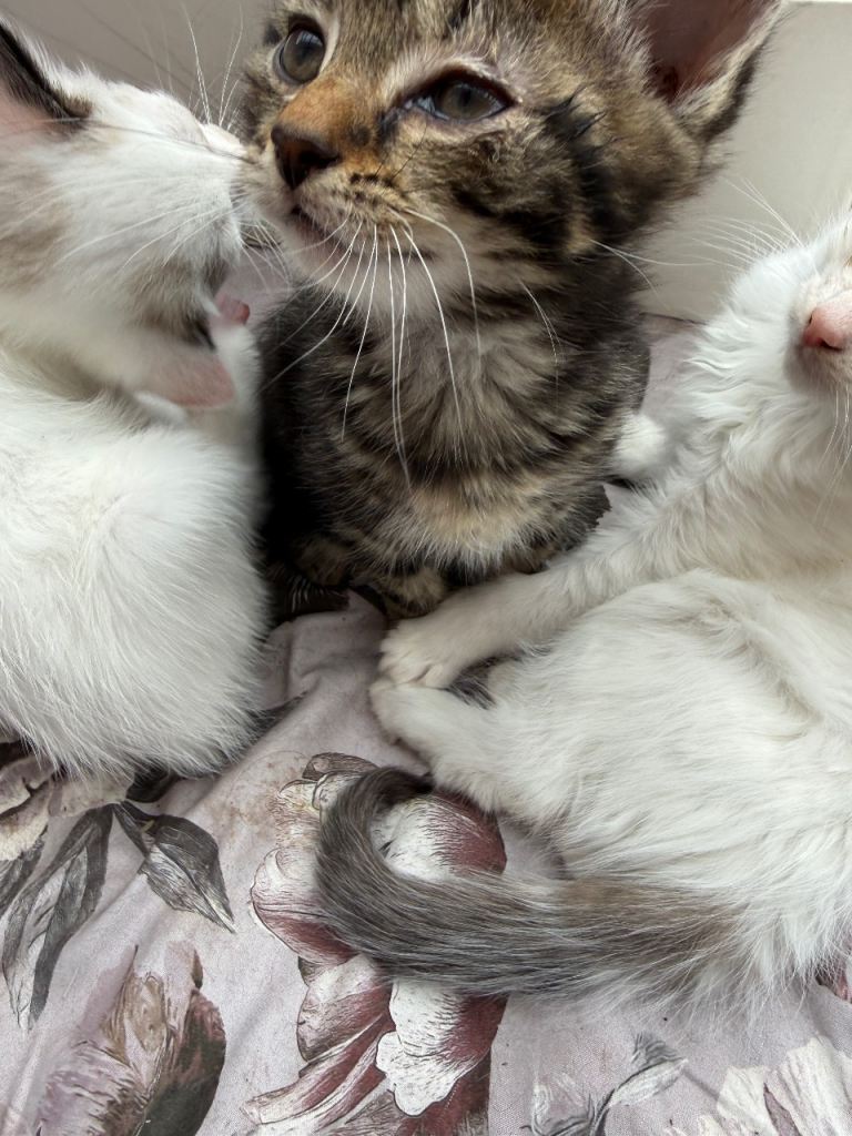 male kitten for sale 