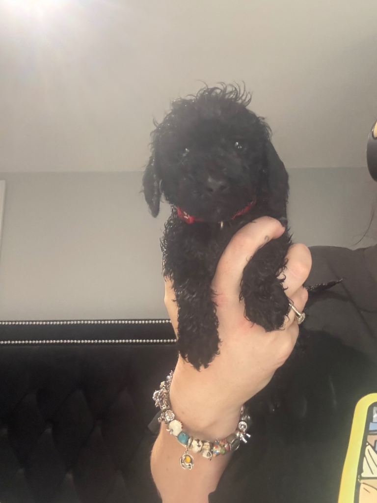 10 F1b cockapoos for sale 2 females left!