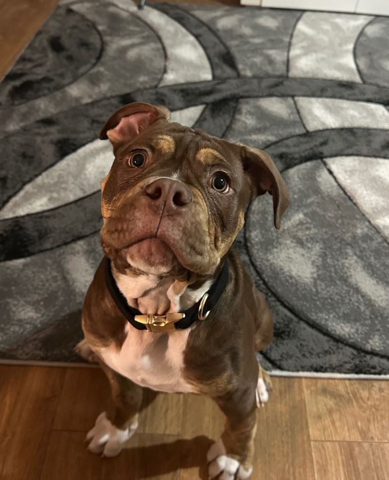 6 month old alpha blueblood bulldog 