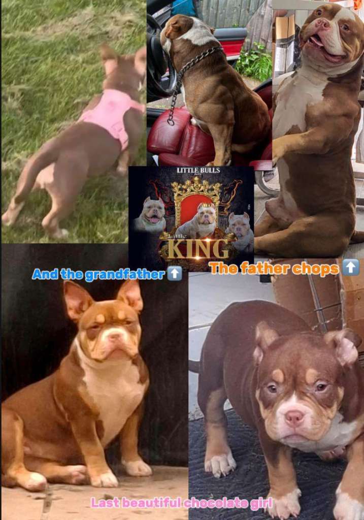 American bullie FEMALE 