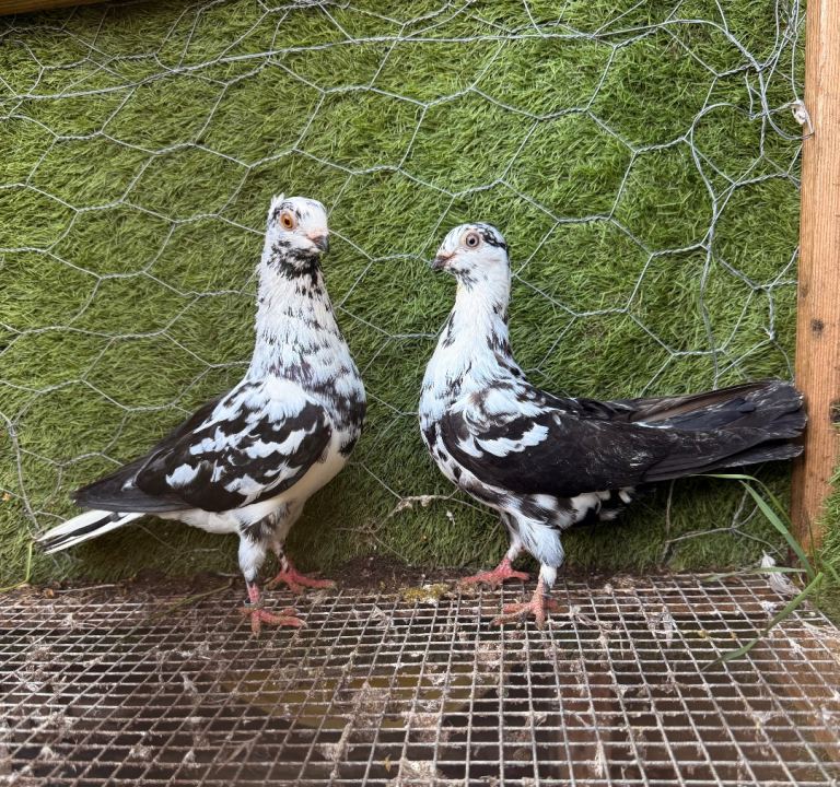 Pigeons for Sale – Healthy Birds – Wembley London