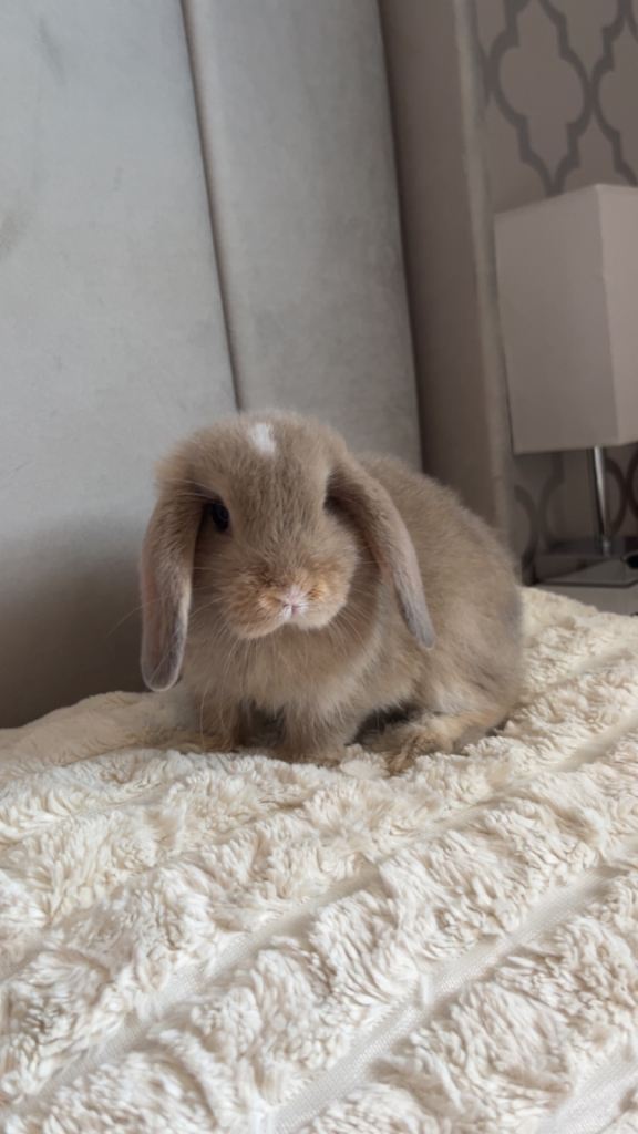 Mini Lop for sale 