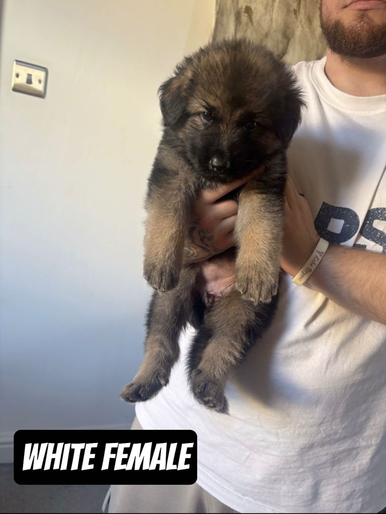 German Shepherd x Caucasian Shepherd x Swiss Shepherd