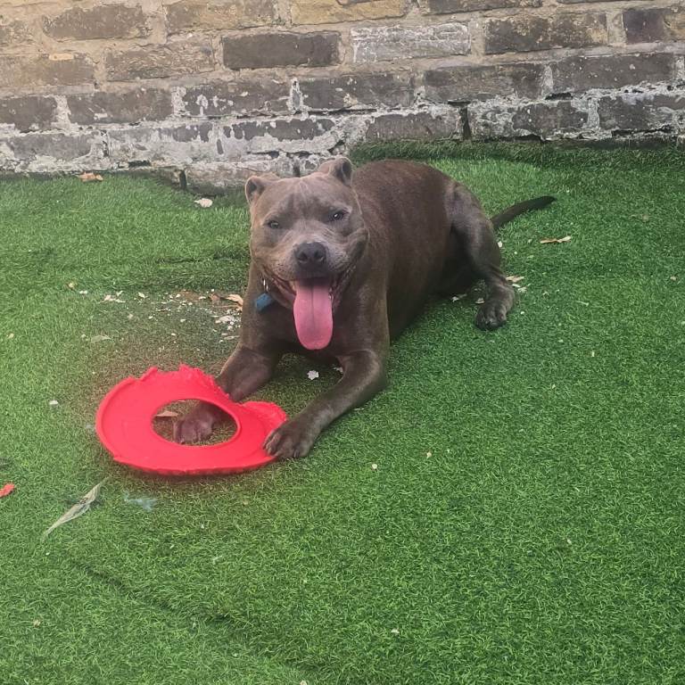 8 month old £350 