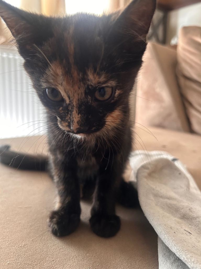 Kitten 