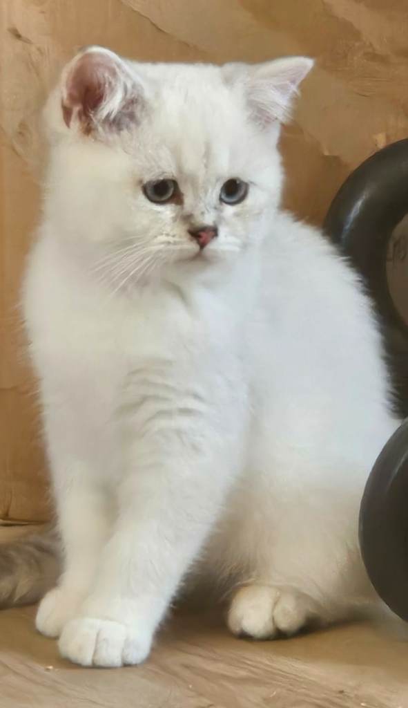 BSH Silver Point Kittens - photos to be added shortly