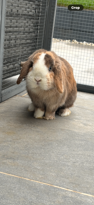 Pedigree Mini Lop Rabbits