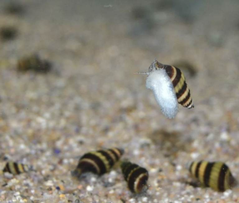 Assassin Snails
