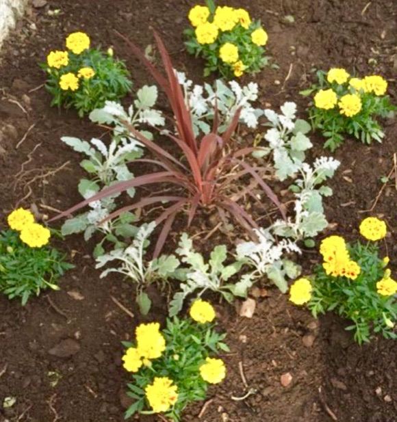 S M Garden Maintenance  ( Garden + Landscaping Services) 