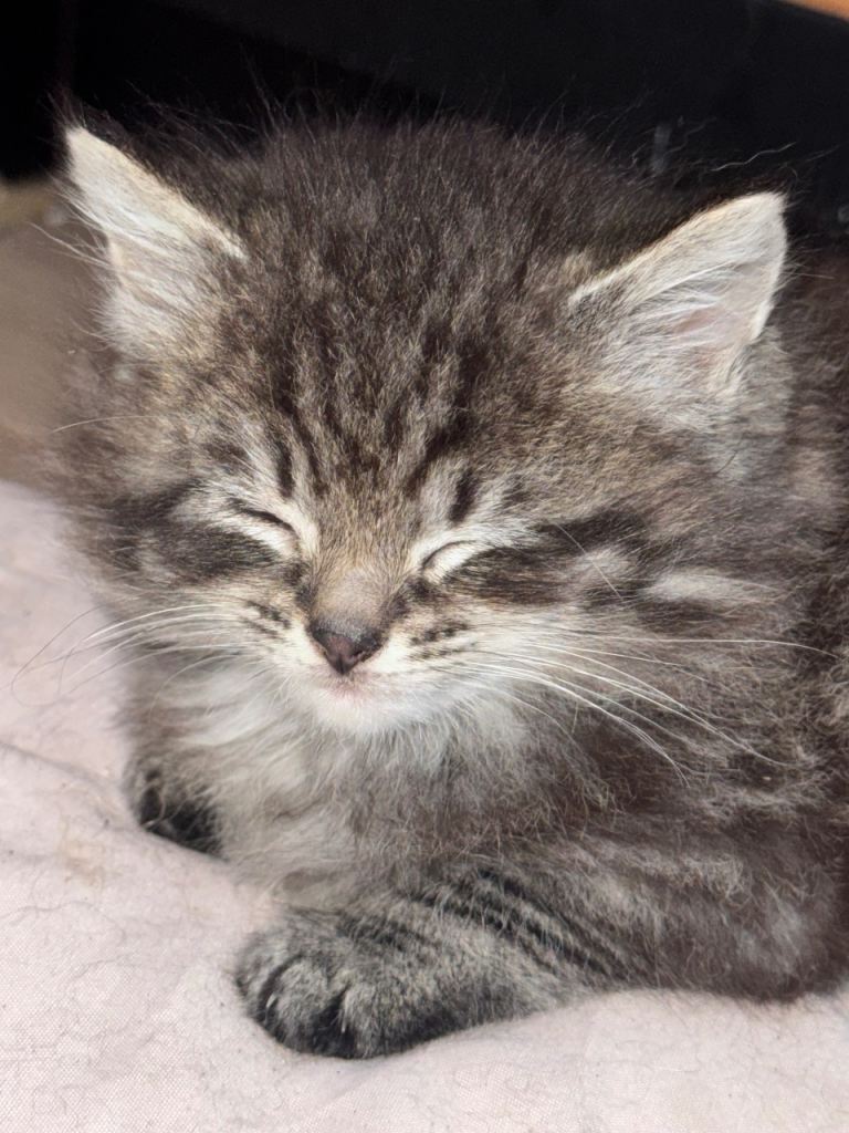 Tabby x Main Coon kitten 