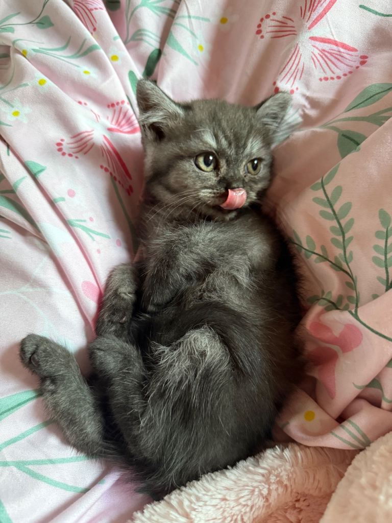 British Shorthair Kitten