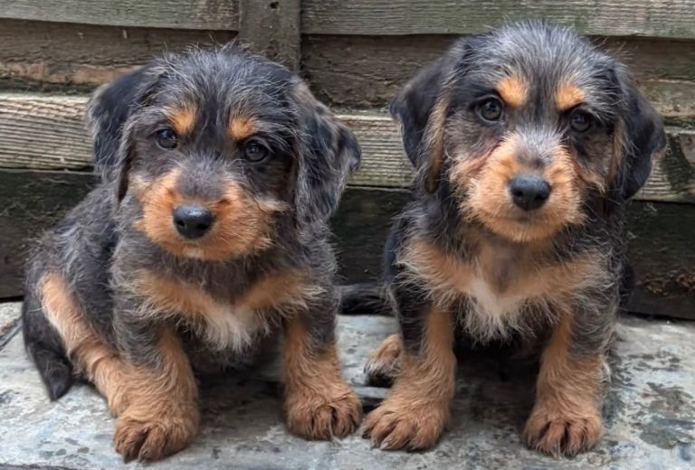 !! Dachshund x Jack Russell Puppies