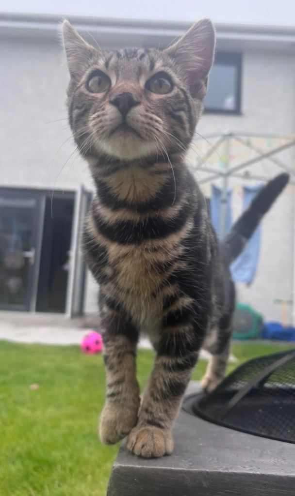 Bengal Kitten 