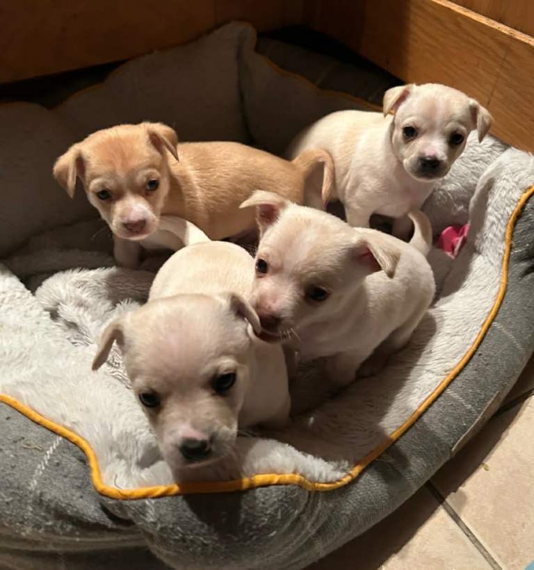 Chihuahua Puppies For Sale 