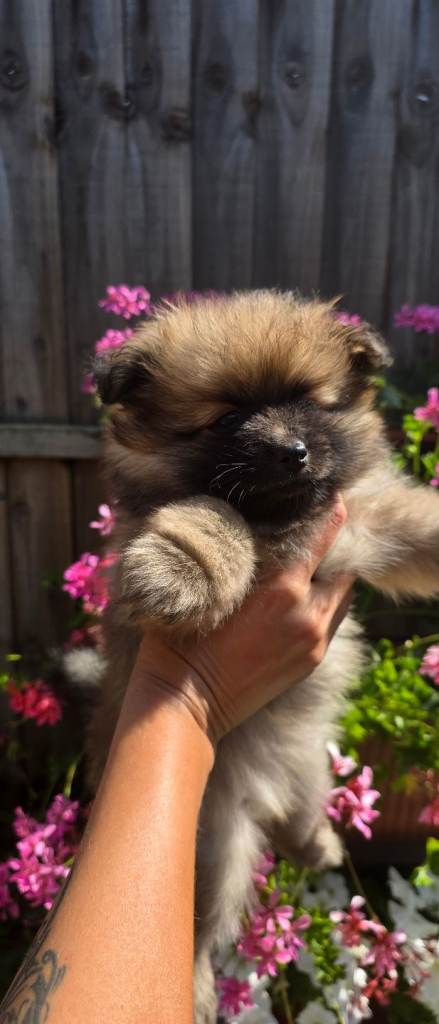POMERANIAN PUPPIES