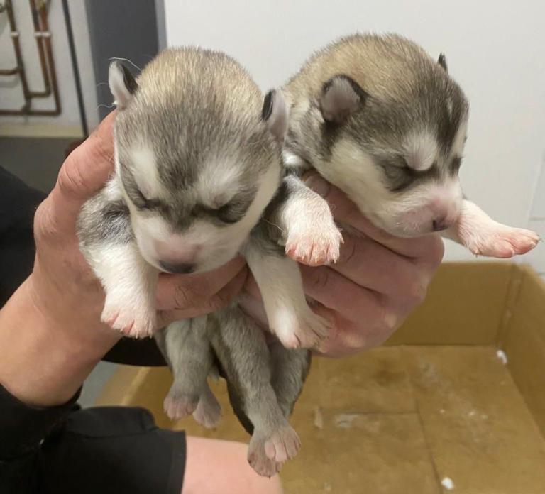 Siberian Husky Puppies for Sale 