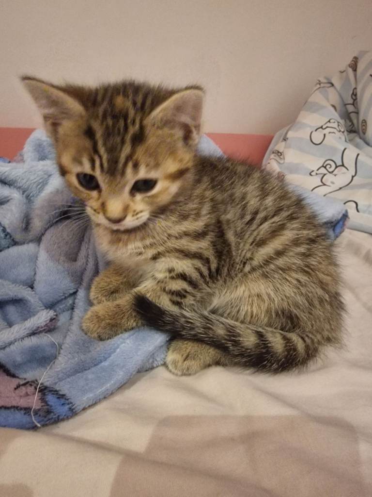 Adorable 9-Week-Old Kittens – Fully Litter Trained & Looking for Loving Homes!